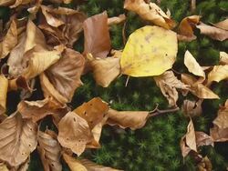 HD: Mossy Ground With Autumn Leaves Stock Footage