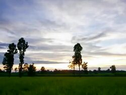 Cloudy sky during sunset to twilight over dipterocarp trees timelapse Stock Footage