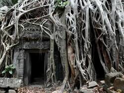 MS Strangler fig tree surrounding  near entrance of  ruins at Ta Prohm / Siem Reap, Siem Reap, Cambodia Stock Footage