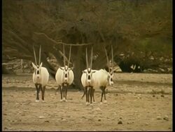 Arabian Oryx, Oryx leucoryx, herd walking to camera, MS, Israel Stock Footage