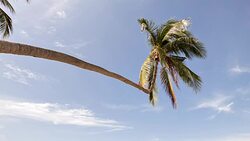 The palm and the sky Stock Footage