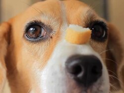 Beagle waitting Stock Footage