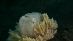 Tiny cuttlefish hiding in soft coral on sea floor (4K) Stock Footage