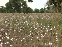 CLEAN: Mosquitoes develop resistance as Burkina Faso battles malaria News Clip