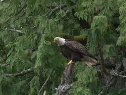 Eagle flying from perch Stock Footage