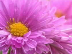 Pink flower with dew Stock Footage