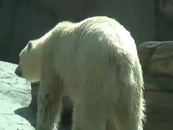(HD1080i) Wet Polar Bear Shakes Dry Stock Footage