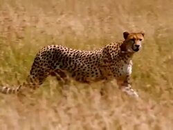 MS PAN TS Cheetah walking left to right across patchy ground / Masai Mara, Kenya Stock Footage