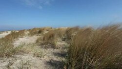 dune grass at coast in wind Stock Footage