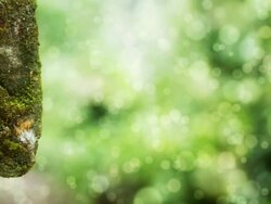 Nature background Stock Footage