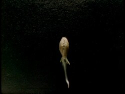 T/L - CU grain of Barley germinating, black background Stock Footage