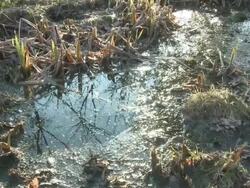 Pond, zoom in to Common frog (Rana temporaria), UK Stock Footage