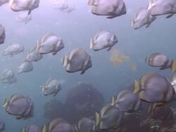 Shoal of Batfish Stock Footage