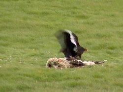 Vulture Fight Stock Footage