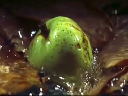 SLOMO MCU rotting apple falling in to water and leaf litter Stock Footage
