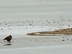 MS Shot of bald eagle flying over frozen lake / Boulder, Colorado, United States Stock Footage