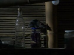 Medium Close Up - Rat on kitchen shelf climbs on top of a glass jar / Bangladesh Stock Footage