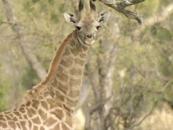 MS Young giraffes standing and observing / Okavango Delta, North West District, Botswana Stock Footage