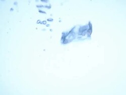 Bubbles underwater - HD1080 Stock Footage