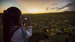 Photographer Girl Stock Footage