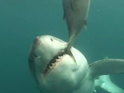 Medium hand-held - A Great White shark bites at bait in the ocean. Stock Footage