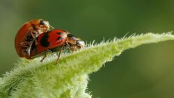 Beautiful ladybugs being mate on green leaves Stock Footage