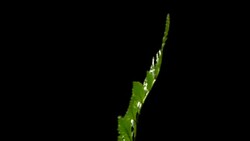 Forest fern with black background Flower plant Stock Footage