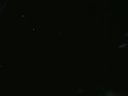 Endoscope view of Daphnia. Sony PMW-EX3 Full HD video camera with endoscope, horizontal field of view is 3mm and slow motion at 60 fps. Stock Footage