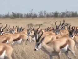 Herd of Springbocks Stock Footage