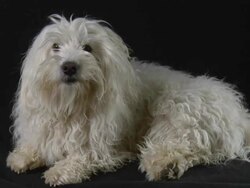 HD: Coton de Tulear Licking His Mouth Stock Footage