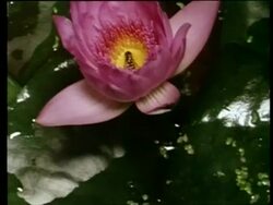 Time lapse - CU High angle, African water lily closing with Dead hoverfly trapped inside Stock Footage