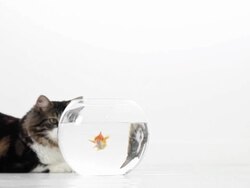 Cat Chasing Goldfish Stock Footage