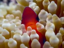ECU Red Clown Fish in Brown Anemone / Cabilao Island, Philippines Stock Footage