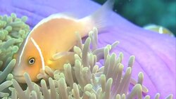 Clownfish swim among sea anemones. Stock Footage