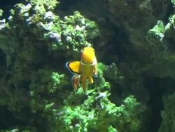 Clown Fish Stock Footage