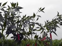 Fresh chilies Plant In the vegetable field Stock Footage