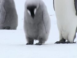 MS TU View of adult and chick penguin AUDIO / EkstrÃƒÂ¶m Ice Shelf,Atka Iceport Emperor Penguin Colony, Queen Maud land, Antarctica  Stock Footage