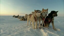 A team of sled dogs rests on Alaska's snowy tundra. Stock Footage