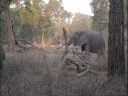 MS Adult and young elephant amongst open woodland, leave frame to left, Mana Pools, Zimbabwe Stock Footage