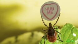 3 Reasons Why Ticks Suck Instructional Video