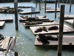 Sea Lions (PAL) Stock Footage