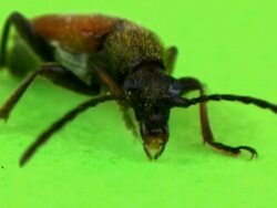 PAL: Beetle Stock Footage