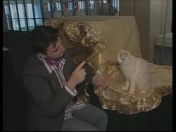 UPDATE  Preview of annual cat show in New York Instructional Video