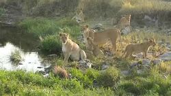 Lioness drinking and resting with cubs - Loving Stock Footage