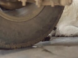 dolly : aged dog Stock Footage