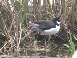 bird 1  1080i/60 Stock Footage