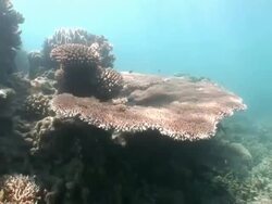 MS View of coral in underwater  AUDIO/ Queensland, Australia Stock Footage