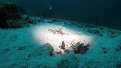 Crinoid (Sea Lily) moving slowly on ocean floor Stock Footage