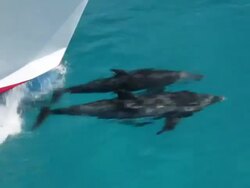 Two Atlantic Spotted Dolphins bowriding  Stock Footage