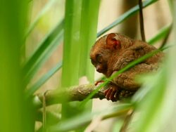 "LS through leaves of a Philippines tarsier turning head and widening eyes quickly while crouched on a branch / Bohol Island, Philippines" Stock Footage